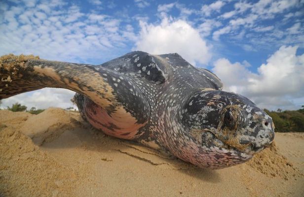 Matura Leatherback Eco-Experience