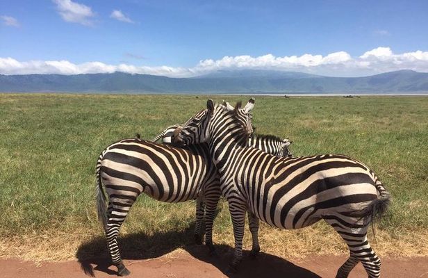 1 Daytrip Amazing to Ngorongoro Crater from Arusha or Moshi