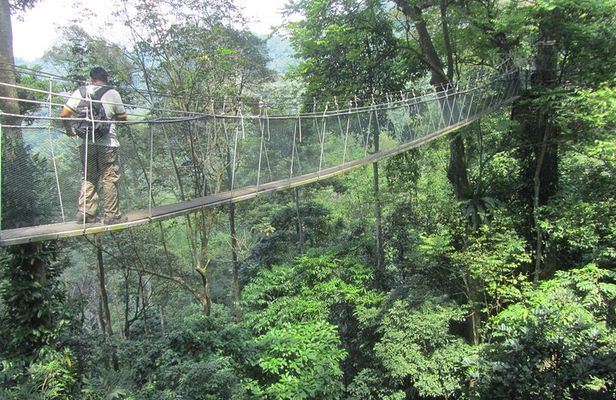 Batu Caves & FRIM Nature Walk – A Scenic UNESCO Heritage Tour