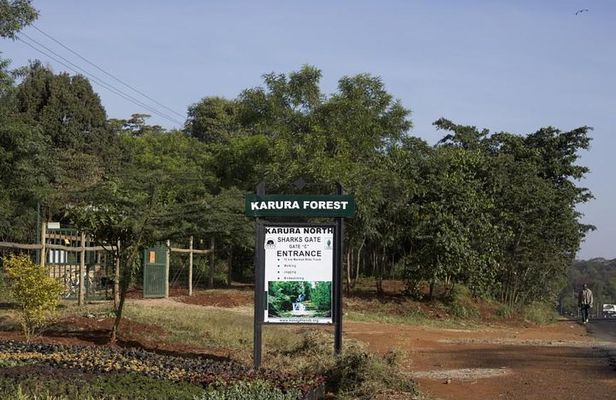 Urban Forest Tour in Nairobi