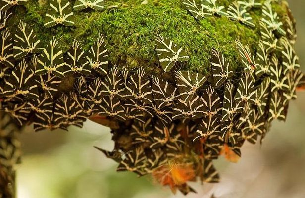 The Valley of Butterflies and Halki Day Tour