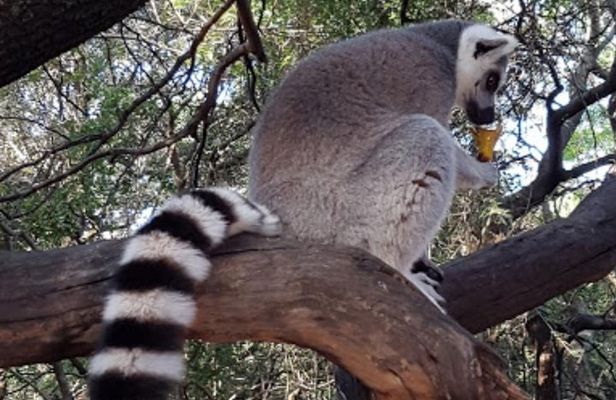 Bush Babies & Monkey Sanctuary and Elephants walk Private