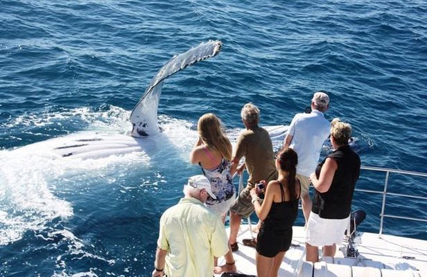Half-Day Whale Watching Sunset Cruise from Broome