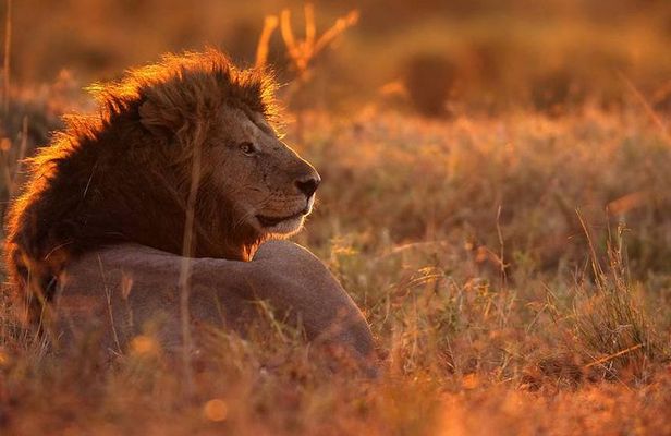 MANYARA & TARANGIRE - 4 Days