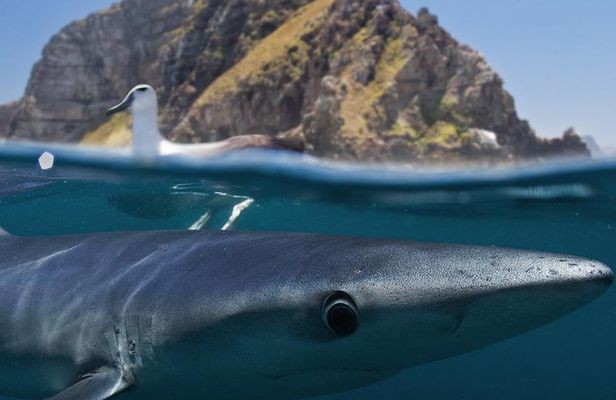 Shark Cage Diving Cape Town