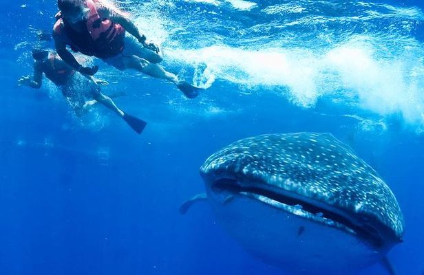 Private Whale shark Ecofriendly tour from Cancun