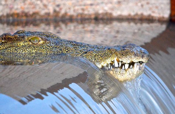St Lucia Isimangaliso Boat Safari Day Tour from Durban 