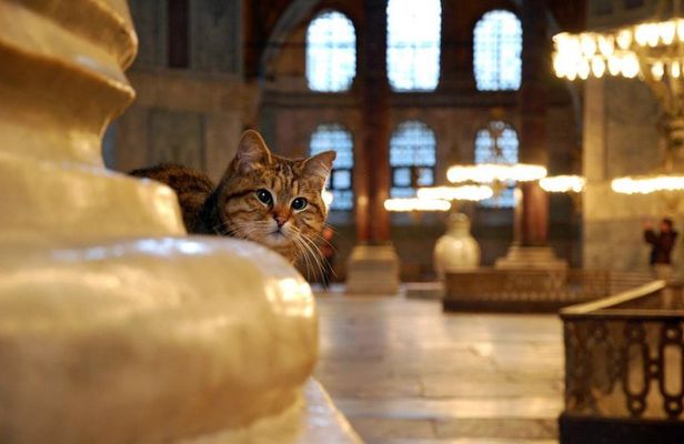 Istanbul Highlights: Half Day Morning Tour