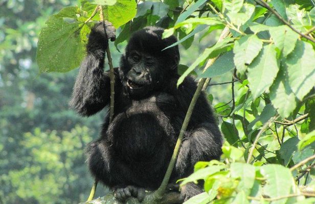 3-Day Gorilla Trekking Budget Safari in Uganda