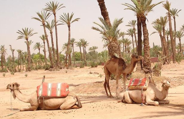 Camel Ride Near To Marrakech