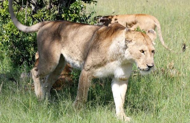 3 Days(2 nights) Tsavo East Tour & Saltlick (Cost based on minimum 2 persons)