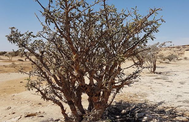 UNESCO World Heritage sites - Land of Frankincense - Salalah Oman