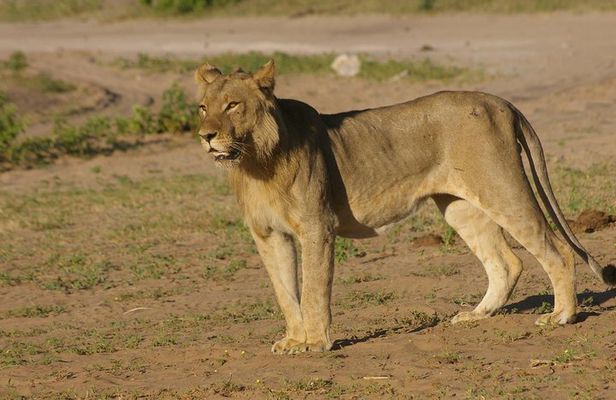 Chobe National Park Full Day Safari (Botswana)