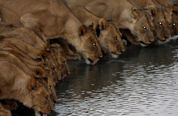 Full Day Hwange Day Trip