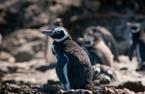 Puerto Montt: Full day Chiloe Island visiting Penguins in Puñihuil 