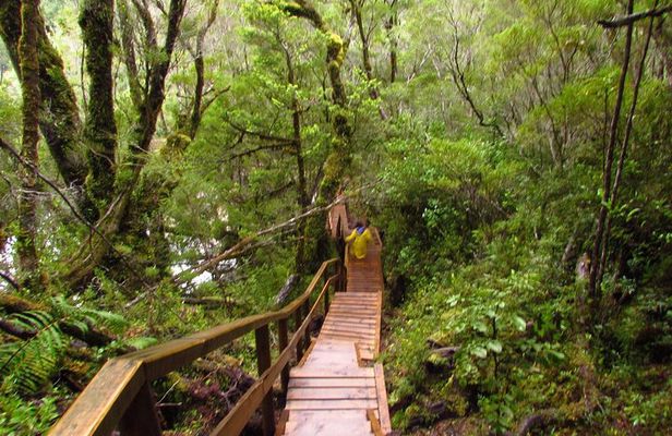 Puerto Varas: Full day Alerce Andino National Park.