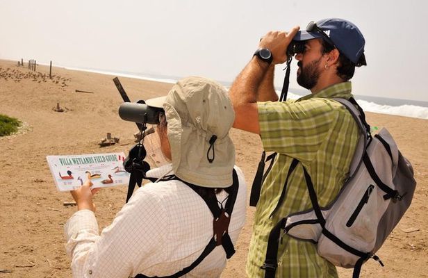 Birdwatching. Lima Wetlands