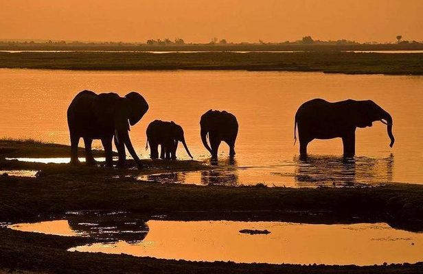 5 Day Chobe National Park Accommodated Tour Safari