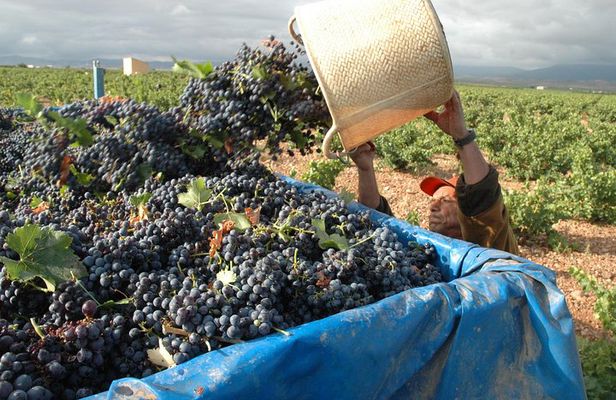 Full-Day Wine Excursion and Visit Goya Birthplace