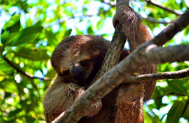 Roatan Private Sloths, Monkeys, Birds Encounters, City Tour and Transfer
