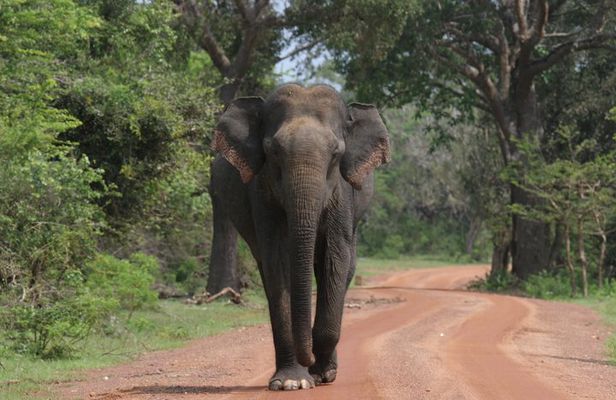 Evening Safari - Yala National Park with Janaka safari - 02.00 pm to 06.30 pm