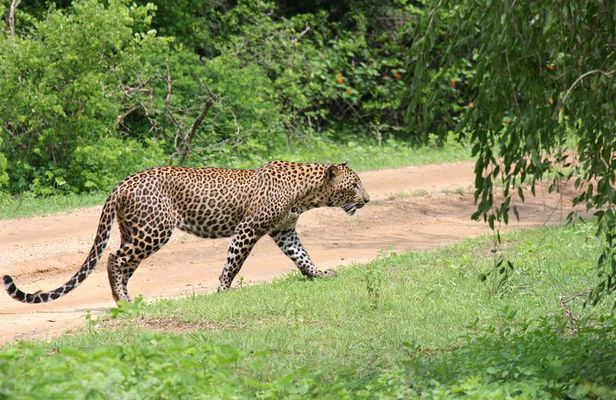 Full day Safari - Yala National Park - 04.30 am to 06.00 pm with - Janaka safari