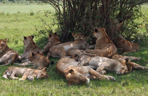 5days Masai Mara, Lake Nakuru & Lake Naivasha Safari on 4x4 Jeep