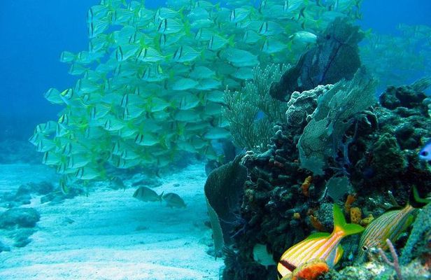 Puerto Morelos Reef Snorkeling Tour with Lunch