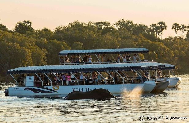 Sundowner Cruise on Zambezi River (Zimbabwe)