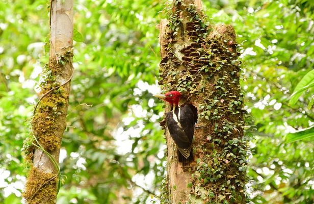 Braulio Carrillo Bird Watching Full Day Pass