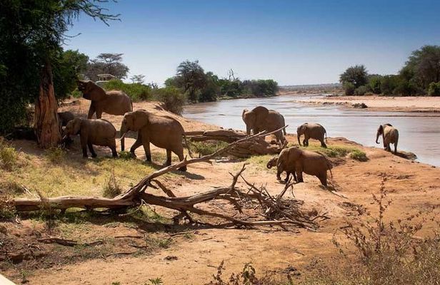 Tarangire National Park Day Trip