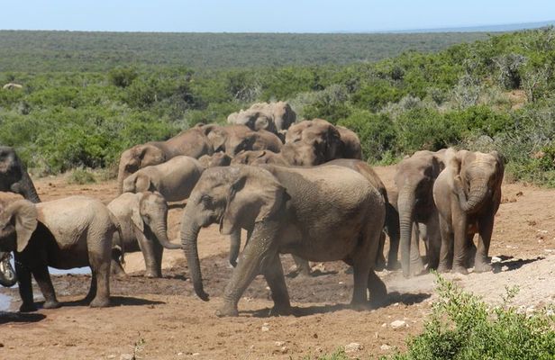 Addo Elephant 5 hour Morning Safari.