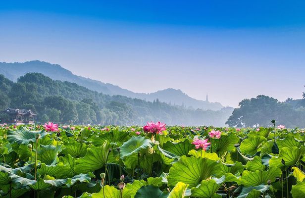 Hangzhou Private Customized Day Trip from Shanghai by Bullet Train