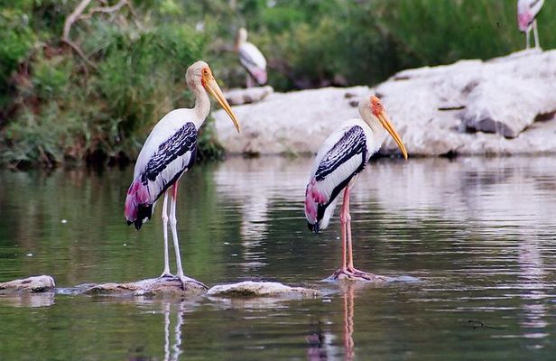 Excursion to Surwal Lake With Transfers & Guided Trip