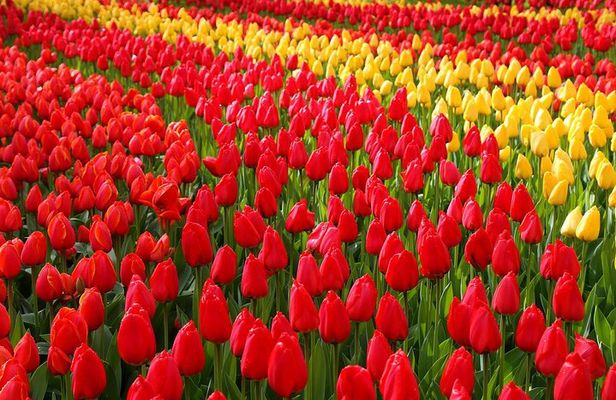 Private Day Trip from Amsterdam to Keukenhof with Entrance Tickets