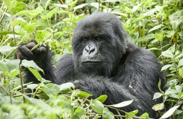 5 days gorillas and chimpanzee tracking