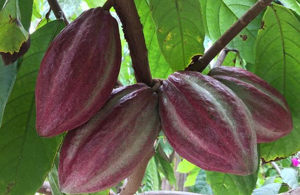 Chocolate Tour in Vallarta