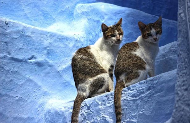 From Fes : Chefchaouen Day trip with small Group
