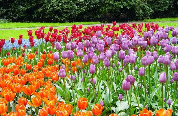 Keukenhof and Flower Fields Private Tour from Amsterdam