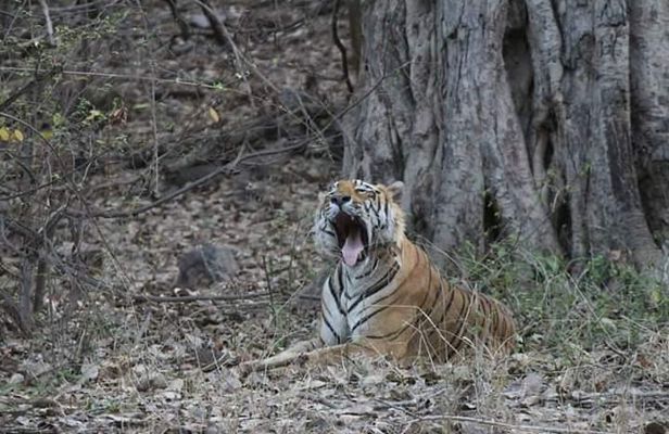 Private Full Day Trip to Ranthambore