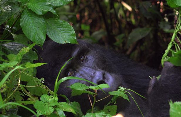 Gorilla & Chimp Tracking Safari - 4 Days