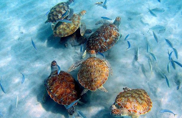 All West Beach Hopping Tour