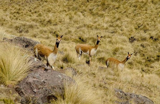07 Day Andean Experience Through the Living Culture of the Incas