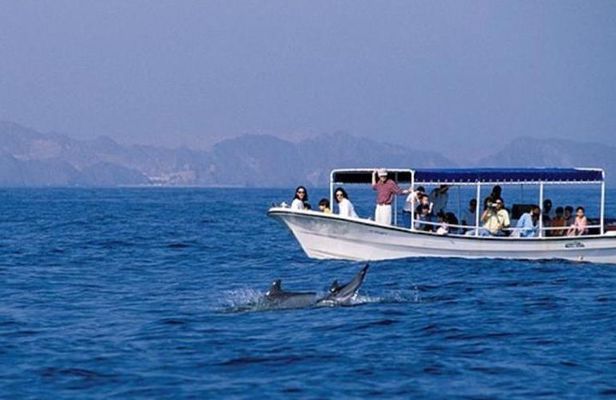 Watching Dolphins, Muscat