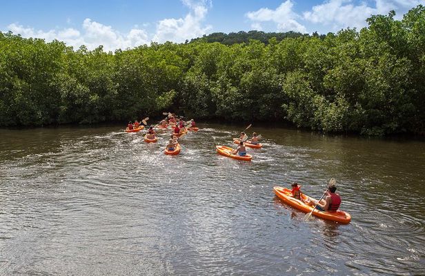SoCoHo Eco Half Day - Mangrove Kayak & Reef Snorkeling