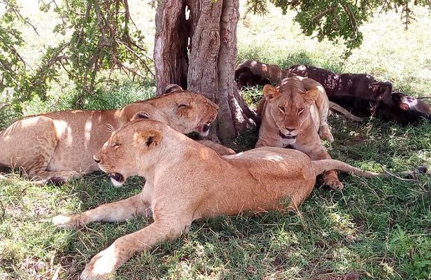 3 days Maasai Mara safari from Nairobi