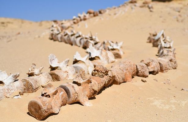 Day Trip to Wadi El-Hitan, Wadi El-Rayyan & Al Fayyom Oasis