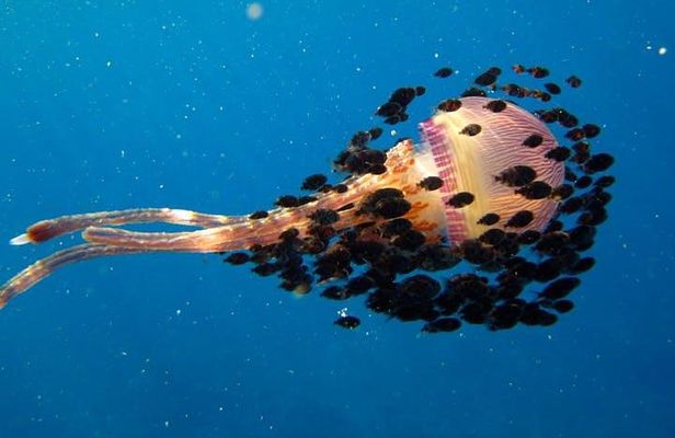 Deluxe Morning Snorkeling Adventure