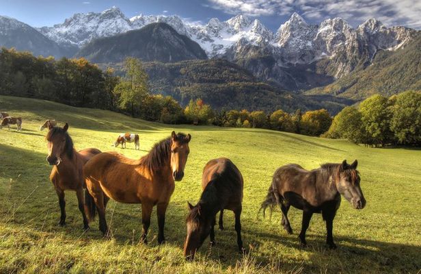 Horse Riding in Bled