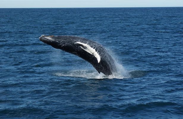 Deluxe Whale Watching and Whales of Iceland Exhibition Combo from Reykjavik